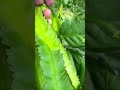 village farming with fairly large winged bean cultivation results #shorts