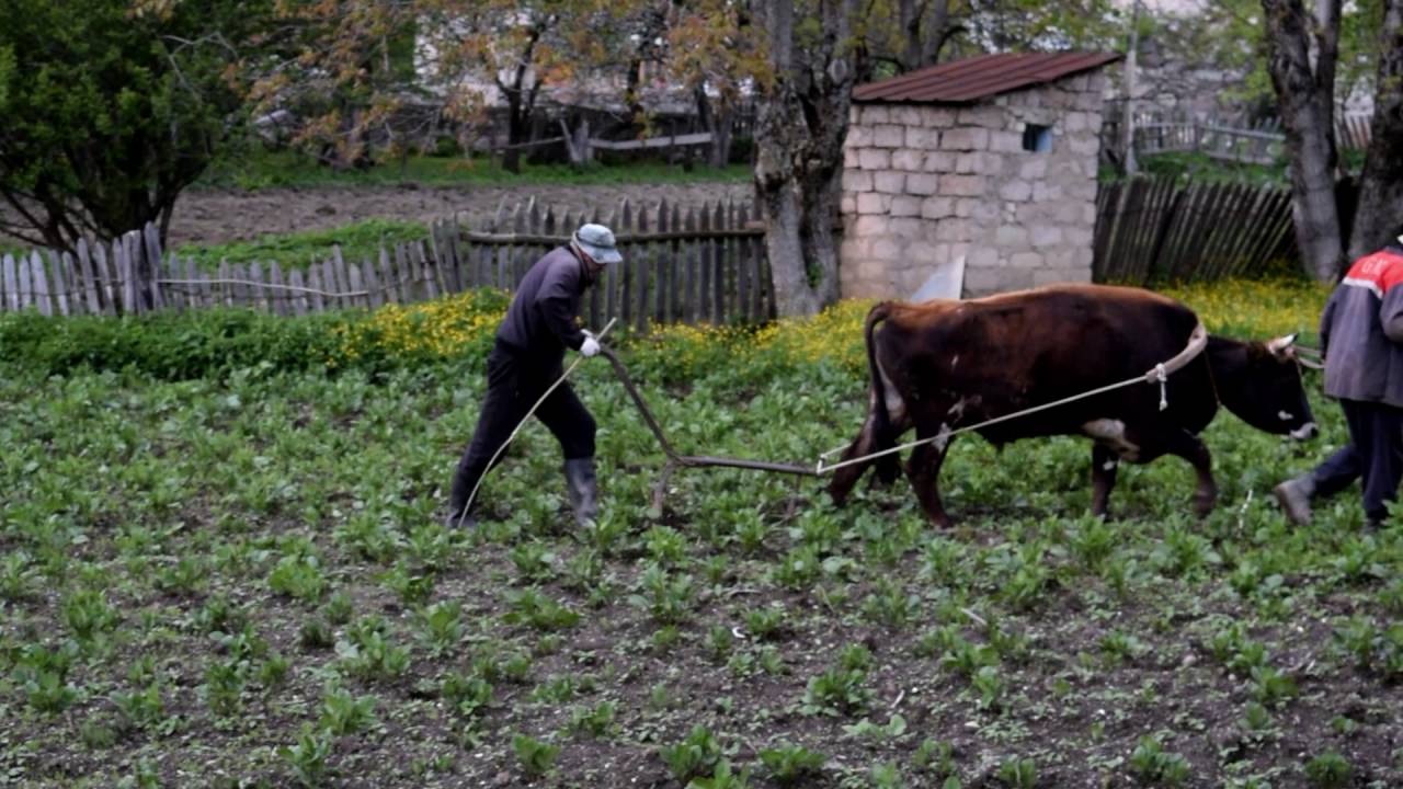 Бык пашет землю. - YouTube