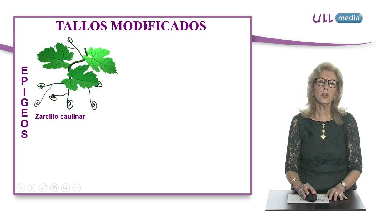 plantari noene Morfología de espermatófitos. El tallo