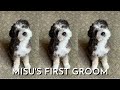Medical Student Gives 5 Month Old Mini Bernedoodle First Groom At Home