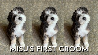 Medical Student Gives 5 Month Old Mini Bernedoodle First Groom At Home