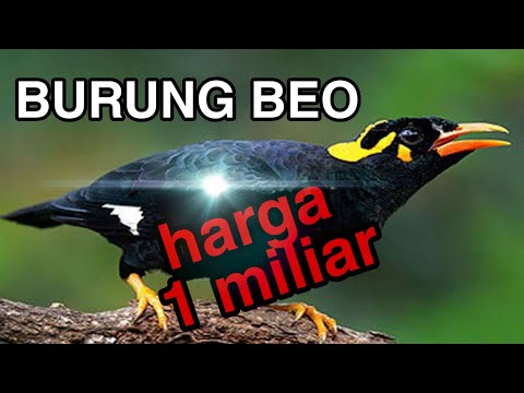 Burung beo seharga 1 miliar || bagaimana kemampuannya???