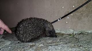 Our Nocturnal Friend