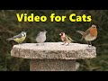 Birds for Cats to Watch ~ Birds of Many Colours ⭐8 HOURS⭐ NEW ✔️