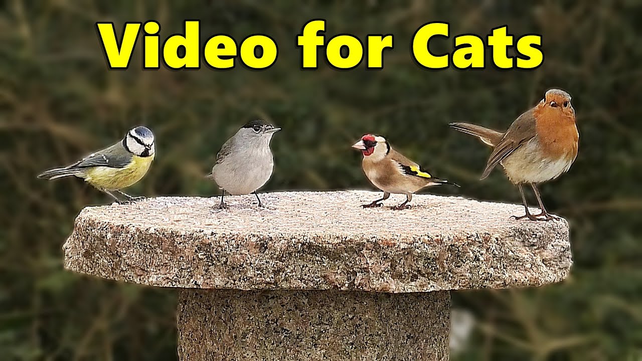 Birds for Cats to Watch Birds of Many Colours ⭐8 HOURS⭐ NEW ️ YouTube