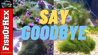 Solving Your Reef Tank Algae Problem Once And For All