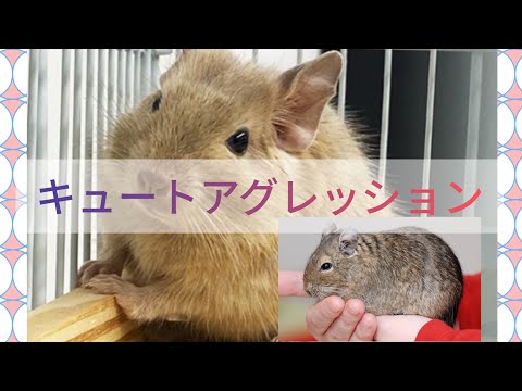 【心理学】キュートアグレッション