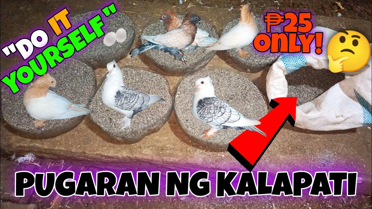 #102 D.I.Y. PUGARAN NG KALAPATI | WALANG GASTOS! | HOW TO MAKE PIGEON NEST IN EASIEST WAY. #kalapati