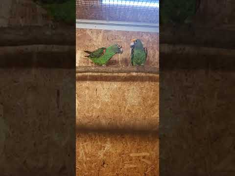 poicephalus gulielmi fantiensis