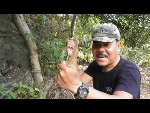 Kaki Babi Hutan