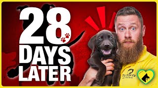 What 28 Days of Puppy Exposure Did to My Dog’s Confidence | Puppy Training