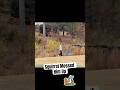 Squirrel taunts Chad!!! #golfcomedy #golftok #shorts #trendingshorts