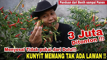 Modal Kunyit saja!! Lebih banyak Buah daripada Daunnya 👍👍👍