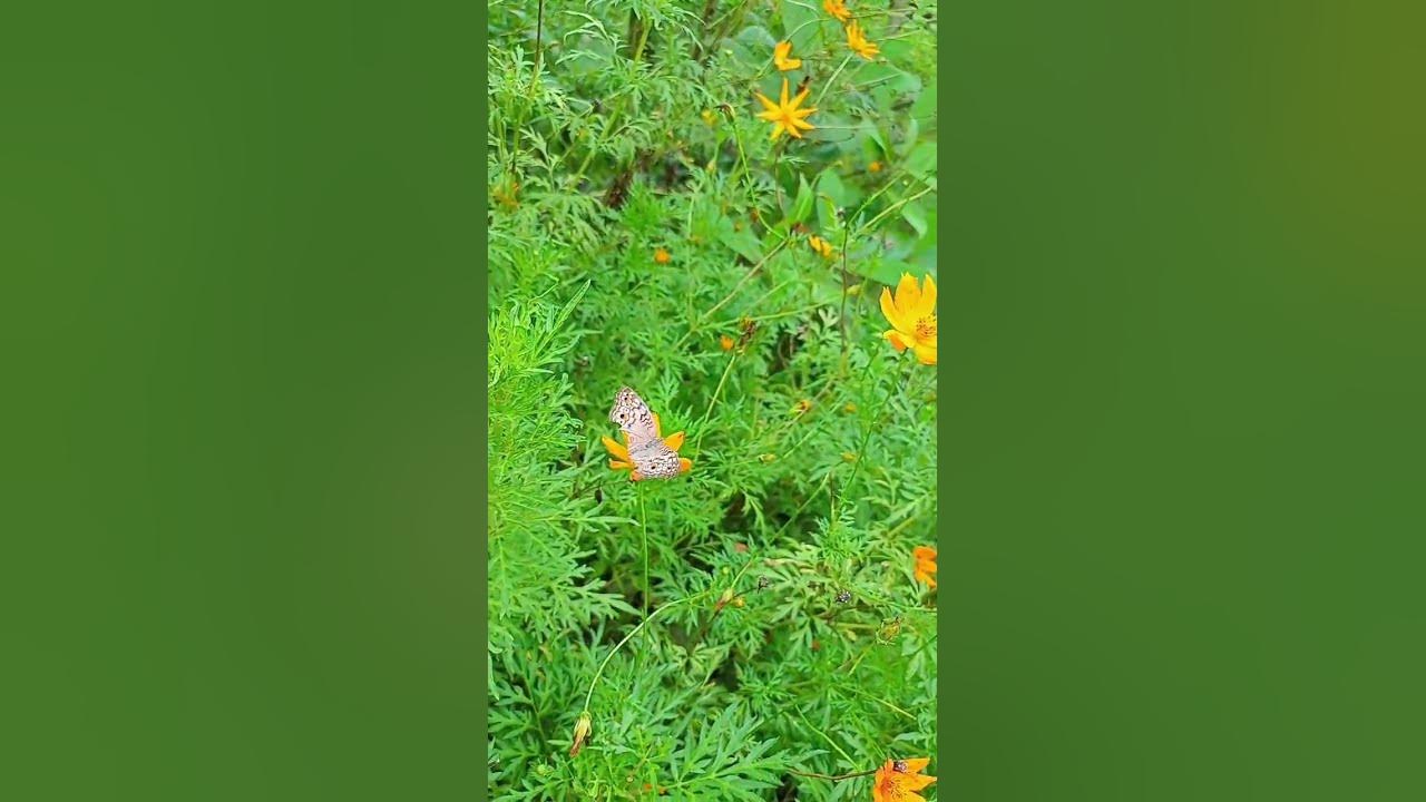 Saiyara🦋 #music #bollywood #tseries #bangladesh #nature #butterfly #ishurdi #flowers #unfrezzmyacc