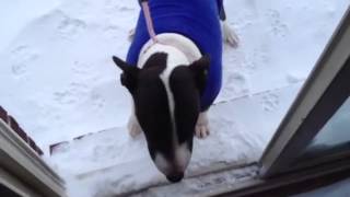 Too Cold The Two Mini Bull Terriers Dont Want To Brave The Cold For Their Pee