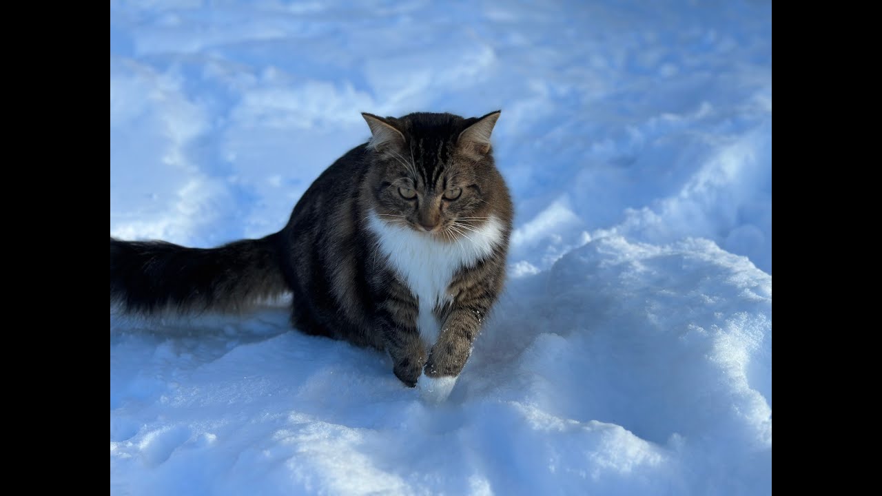 Snow Kitty Flo  