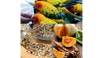 What do sun conure eat? SUN CONURE FOODS/MALAYALAM