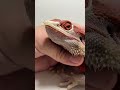 Pulling skin out of my bearded dragons nose #beardeddragon #wildsurvival #city #wildlifesurvival