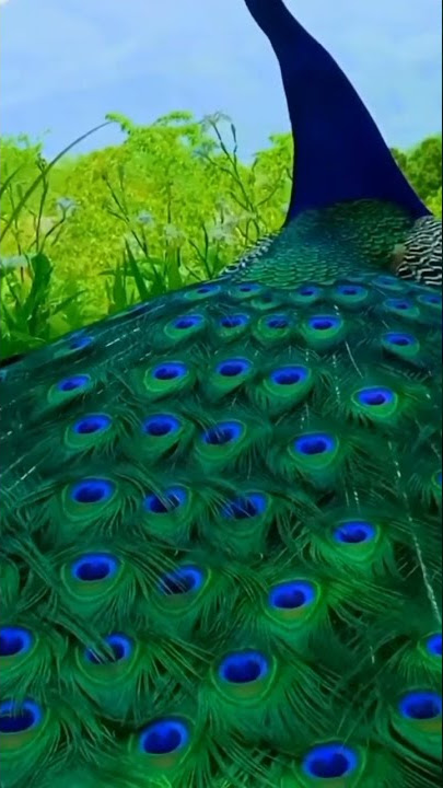 pesona mekar si burung merak