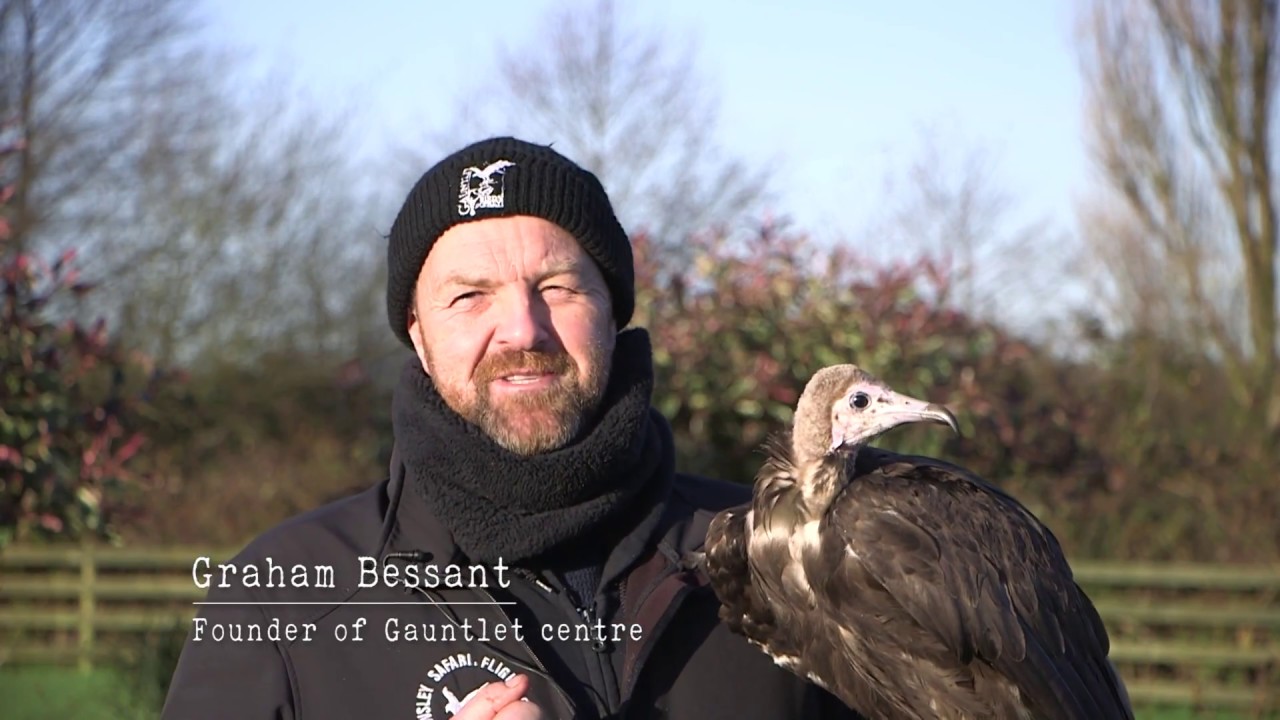 Using falconry to help vultures' conservation - YouTube