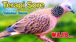 MASTERAN TEKUKUR GACOR SUARA MERDU - CEPAT NYAUT (TERAPI SORE) 100% EFEKTIF LANGSUNG BUNYI.