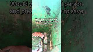 Urgent help needed. We found this disabled kitten crying from inside a trash can.