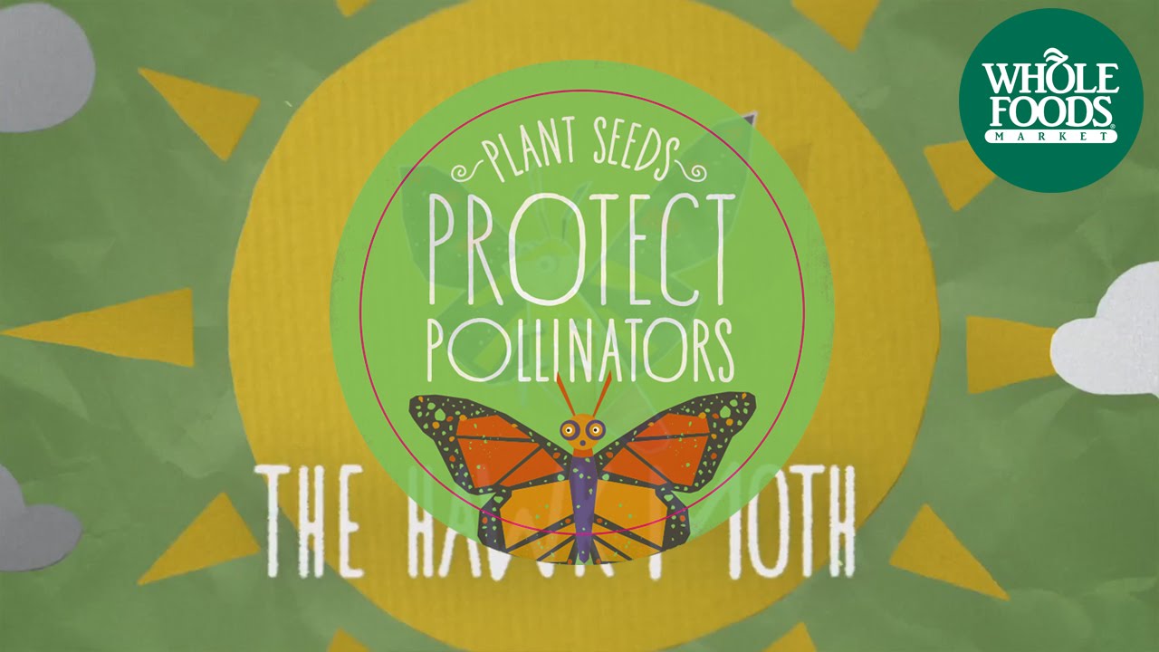 Meet the Hawk Moth I Protect Pollinators | Whole Foods Market