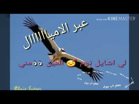 حالات واتساب ــ معاويه المقل سافر ي طير