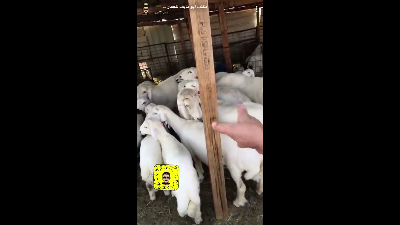 اطلاق المرضعات بقسم الحضانة للفحول وشرح التحفيز للاناث أثناء فترة الرضاعه وفترة التزاوج