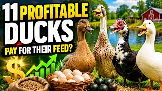 11 Highly Profitable Ducks That Pay For Their Own Feed