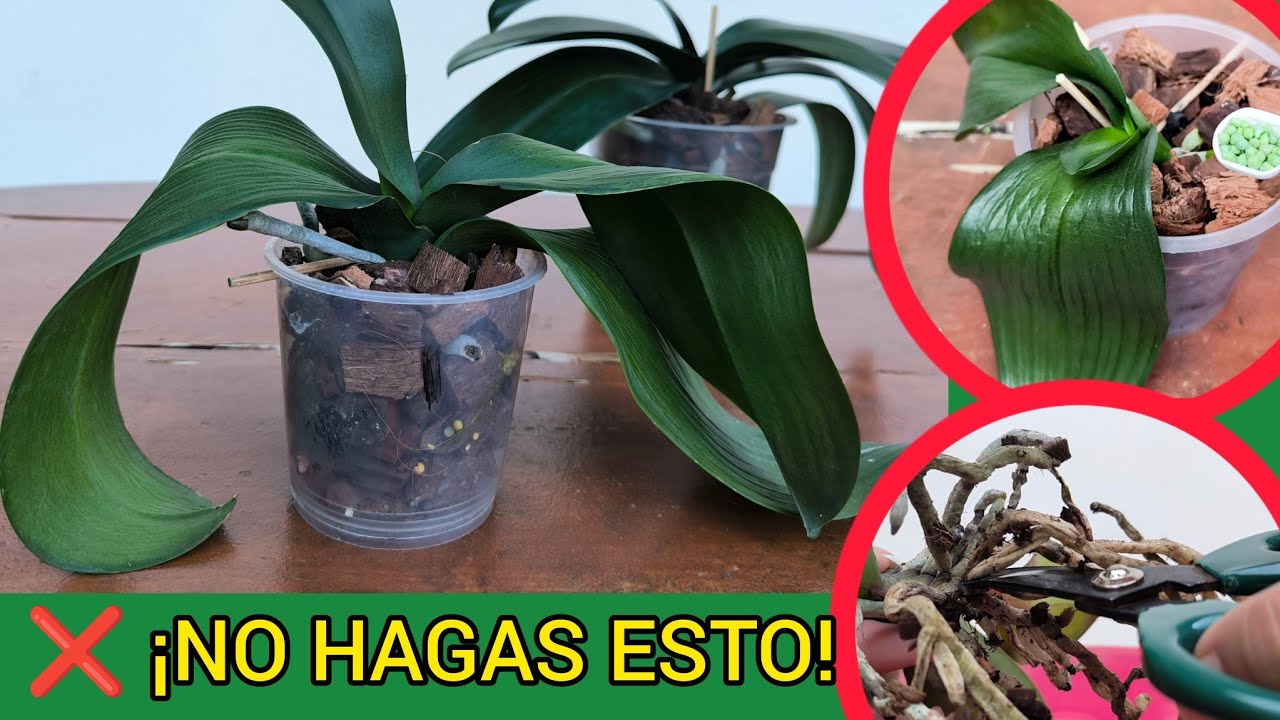 🌸❌ 10 ERRORES FATALES que están MATANDO tu Orquídea en Recuperación | y Como Solucionarlos