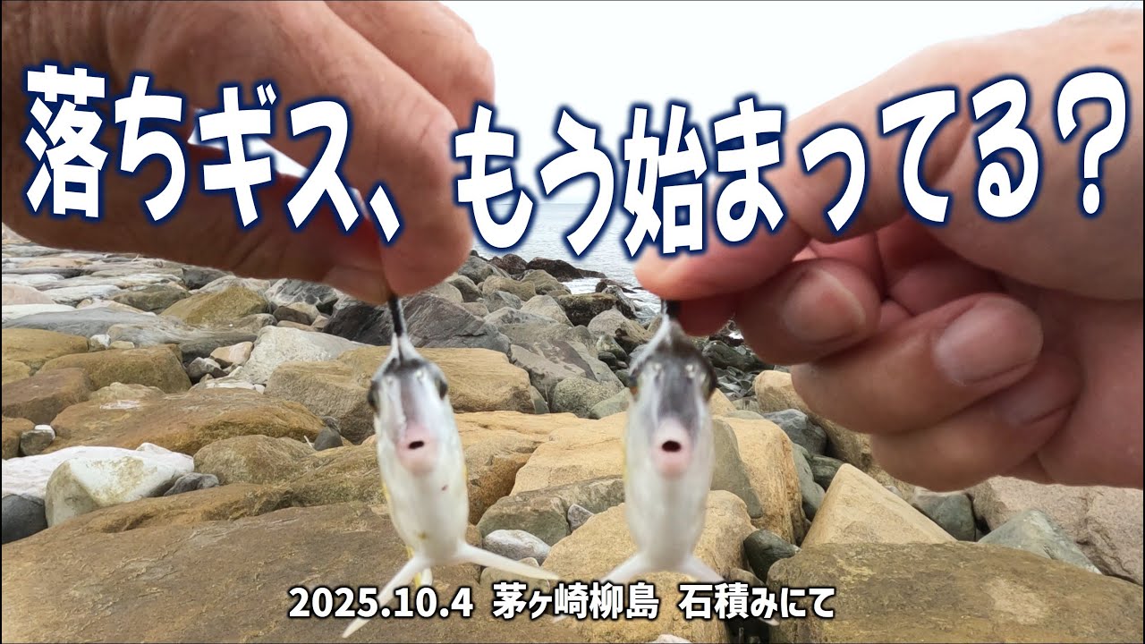 落ちギス、もう始まってる？　茅ヶ崎柳島 石積20251004