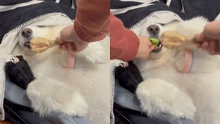 Lazy Dog Gets Duped Into Eating Broccoli