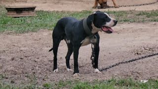 Thompsons Kennel Zulu Aka Candy Man X Lady Of Rage