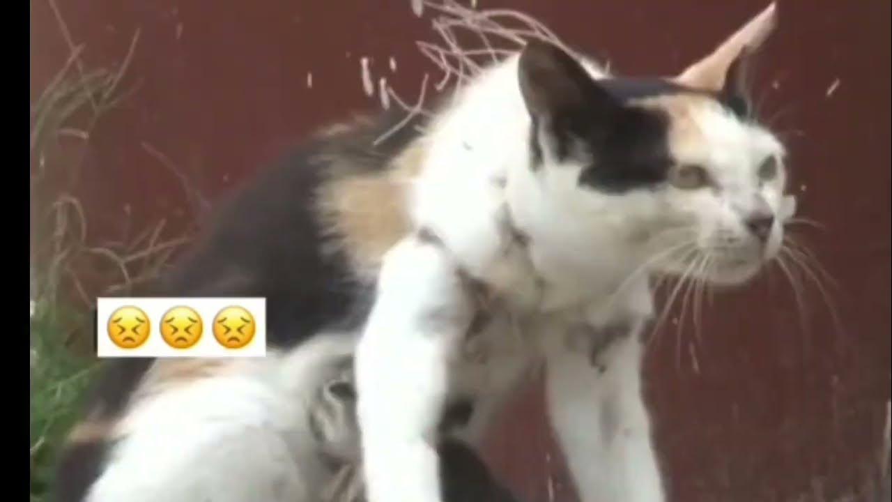 save mother cat and kitten strangled by fishing net Willie qu YouTube