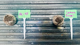 Planting New Ladyz: AK-47 & Lemon Diesel in the Veg Tent! 🌱🔥