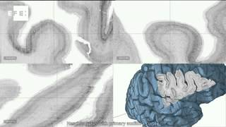 Scientists create the most detailed 3D map of the human brain in history