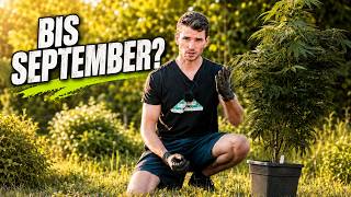 3 ways to achieve abundant blooms in September