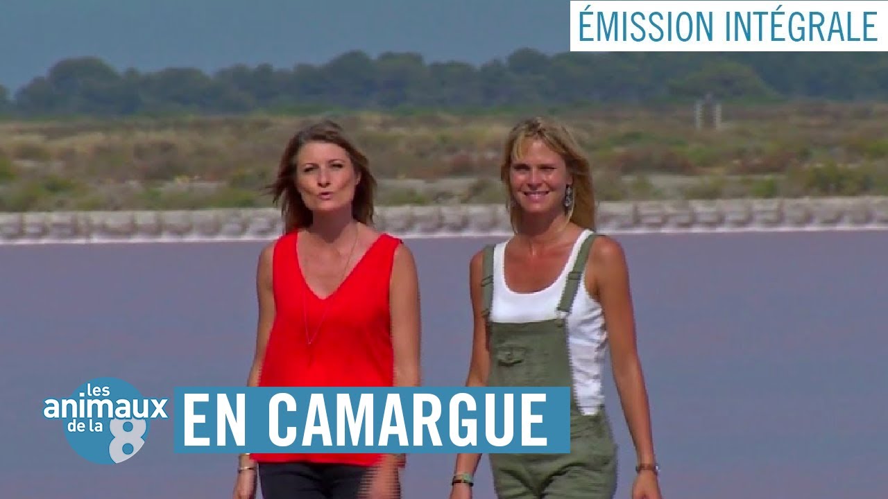 LES ANIMAUX DE LA 8 EN CAMARGUE - ÉMISSION INTÉGRALE