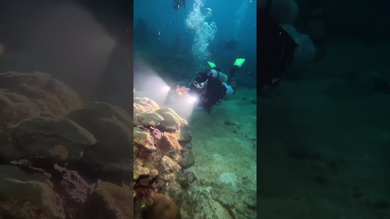 Two OrcaTorch D910V  brings out the vivid colors, details, and texture of your subjects