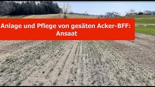 Ansaat Von Gesäten Biodiversitätsförderflächen Bff Im Ackerland