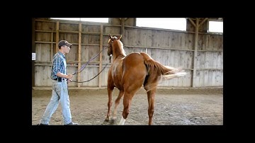 Teach a Horse to Side Pass on the Ground - Part 2