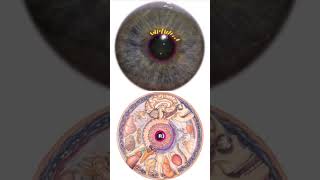 Through the Lens of Iridology - Malabsorption                                             #iridology Iridology