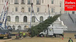 Capitol Raises Christmas Tree After Arrival In Washington D.C.