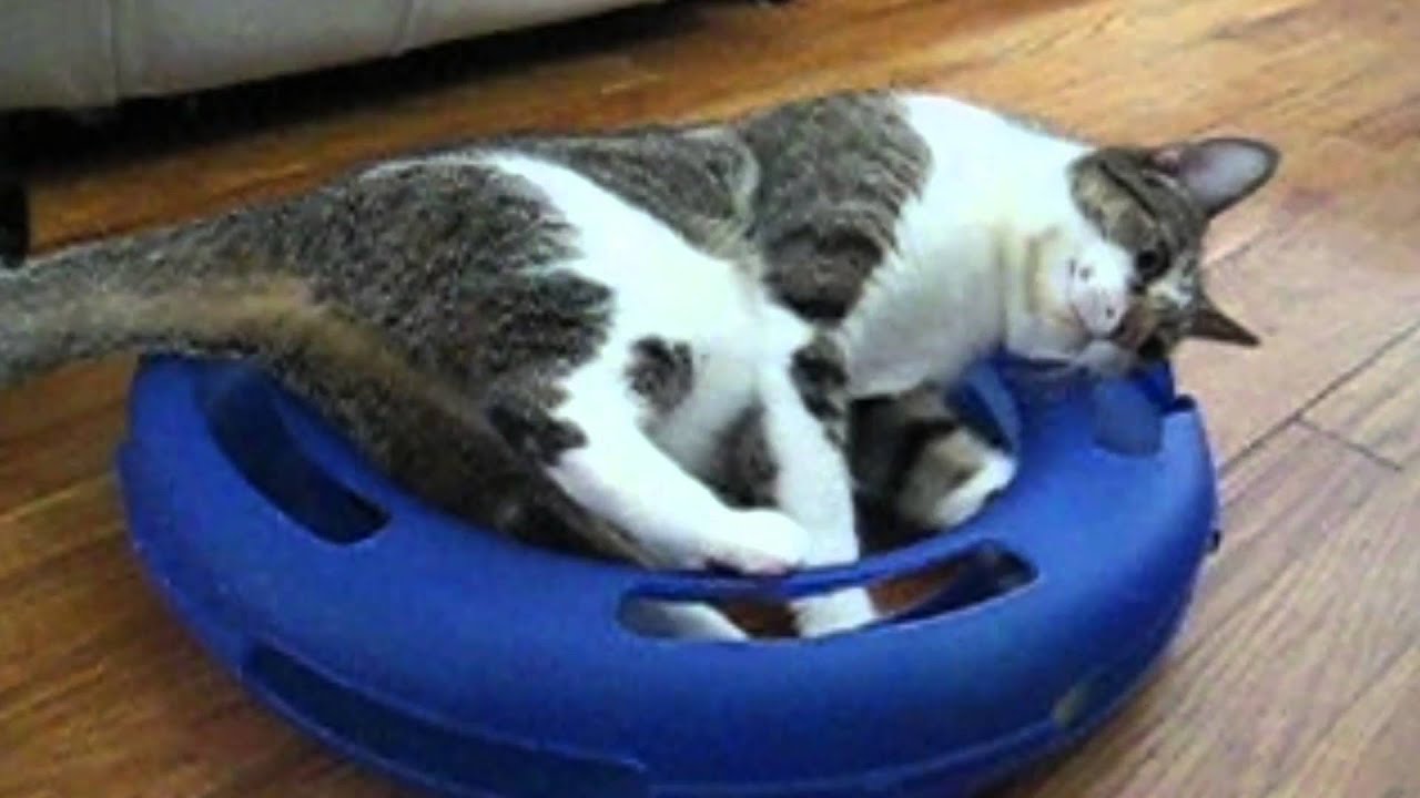 Pets Where They Don't Belong - YouTube