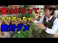 【9月とても大切な事】今やらないと間に合わない園芸作業【園芸超人カーメン君】