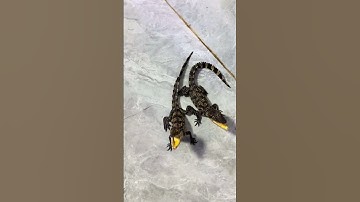 Cho cá hải tượng ăn cá sấu