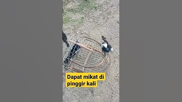 Mikat Burung Kacer Di Pinggir Sungai Habitat Nya Masih Bagus #short #shortsvideo