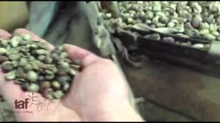 Commercial coffees mechanical sorting
