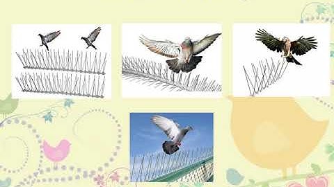 Pigeon, Bird Protection Netting in Pune   Ideal Bird Netting